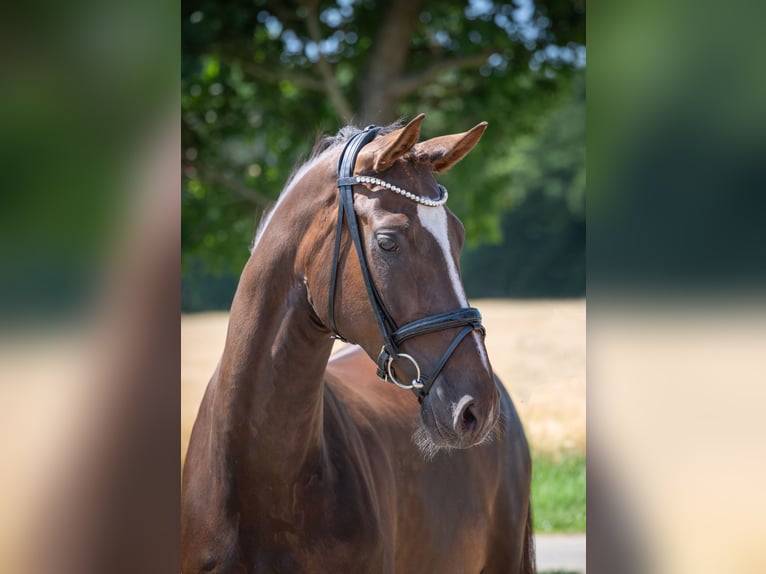 Oldenburger Ruin 5 Jaar 172 cm Donkere-vos in Bramschw