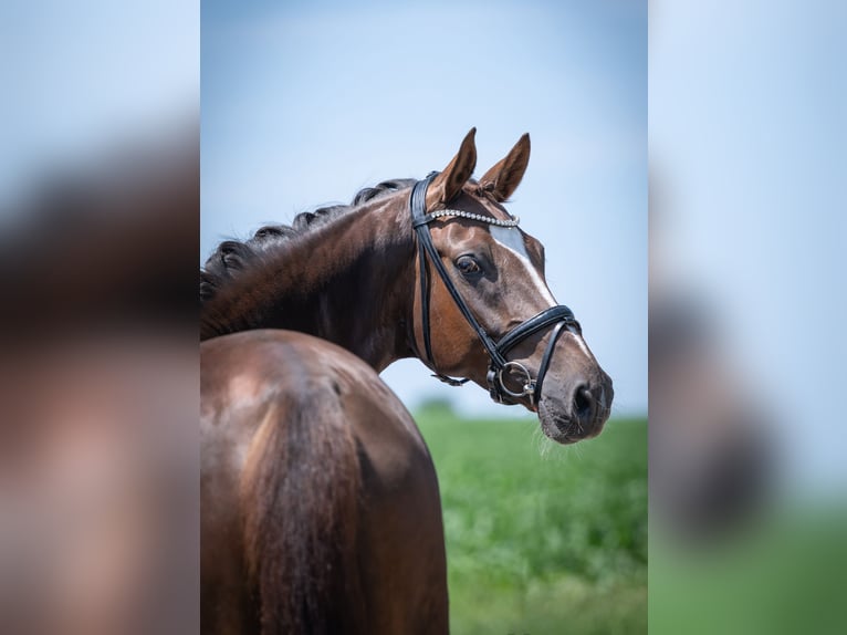 Oldenburger Ruin 5 Jaar 172 cm Donkere-vos in Bramschw