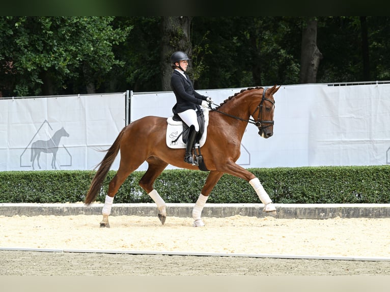 Oldenburger Ruin 5 Jaar 172 cm Vos in Bad Bevensen