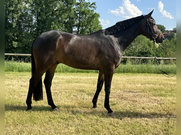 Oldenburger Ruin 5 Jaar 173 cm Donkerbruin in HeinersreuthHeinersreuth