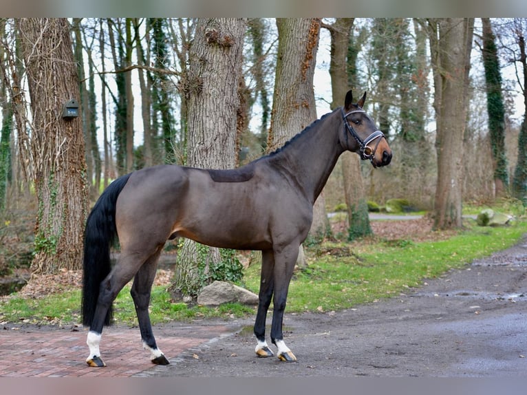 Oldenburger Ruin 5 Jaar 173 cm Donkerbruin in Vechta