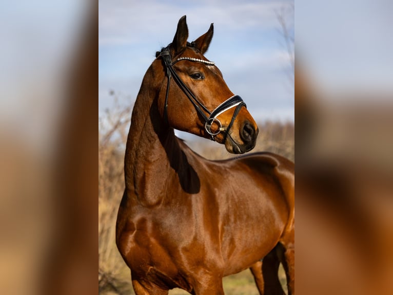 Oldenburger Ruin 5 Jaar 174 cm Bruin in Rosenheim