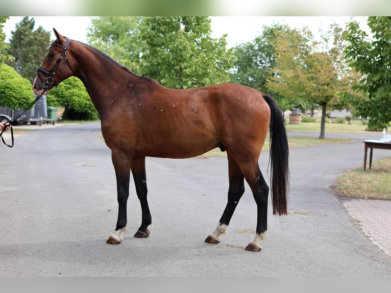 Oldenburger Ruin 5 Jaar 174 cm Bruin in GROTE-BROGEL