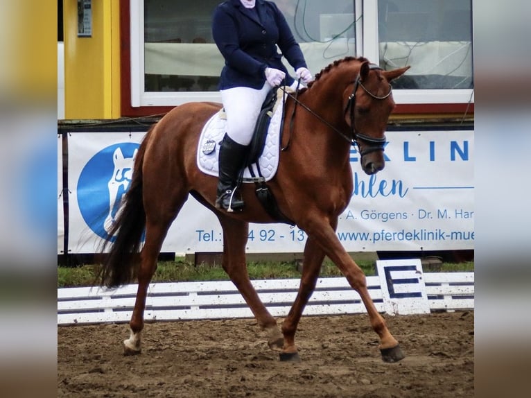 Oldenburger Ruin 5 Jaar 174 cm Vos in Dinklage