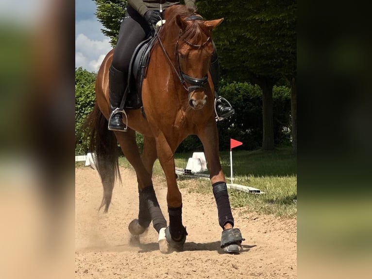 Oldenburger Ruin 5 Jaar 174 cm Vos in Dinklage