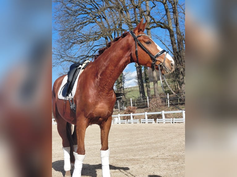 Oldenburger Ruin 5 Jaar 174 cm Vos in Aschaffenburg