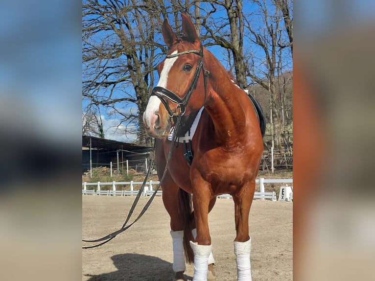 Oldenburger Ruin 5 Jaar 174 cm Vos in Aschaffenburg