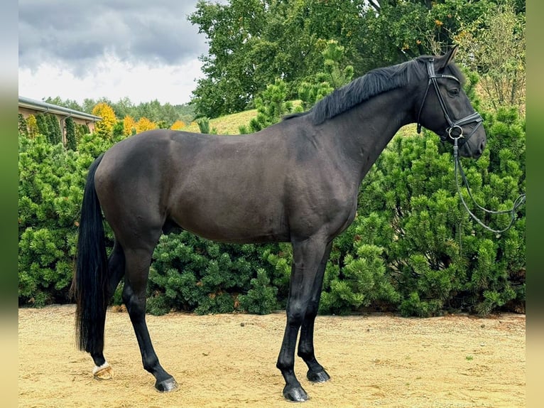 Oldenburger Ruin 5 Jaar 174 cm Zwartbruin in Werder/Havel