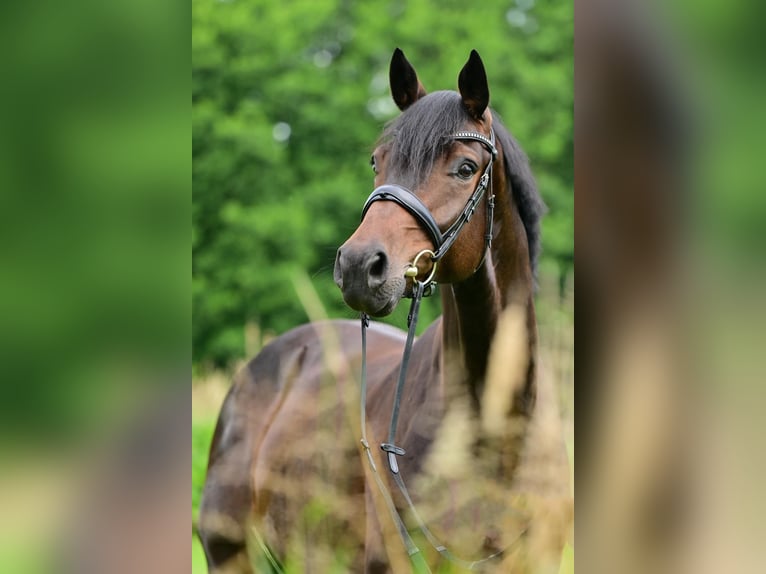 Oldenburger Ruin 5 Jaar 175 cm Bruin in Dippoldiswalde