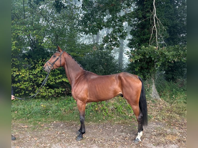 Oldenburger Ruin 5 Jaar 175 cm Bruin in Kaulille
