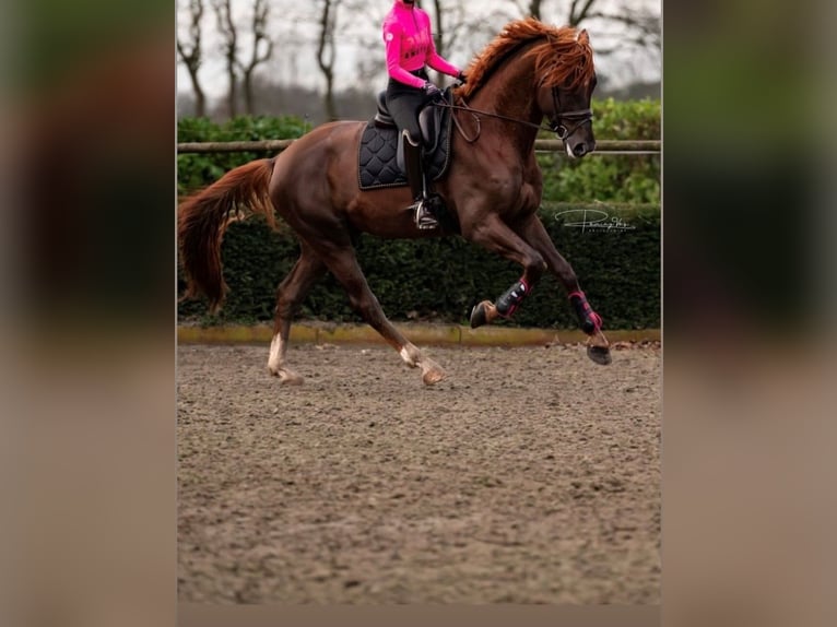 Oldenburger Ruin 5 Jaar 175 cm Donkere-vos in Karlsfeld