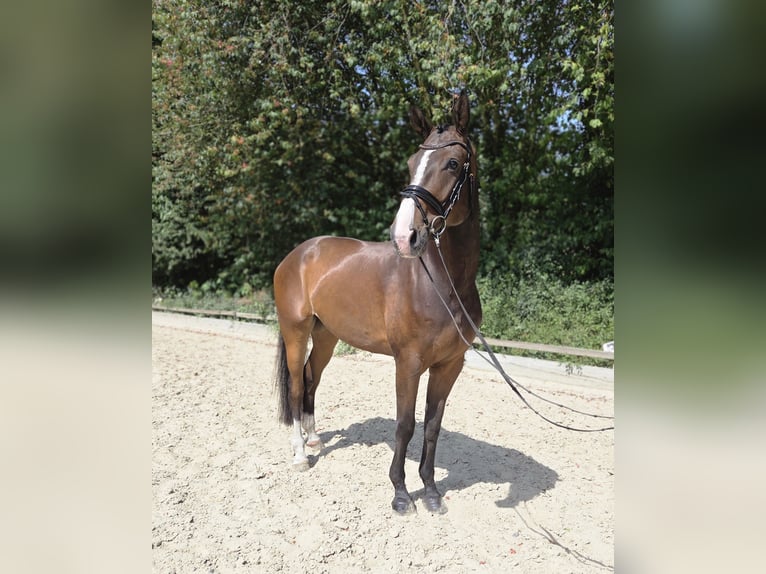Oldenburger Ruin 5 Jaar 177 cm Bruin in Ottersberg
