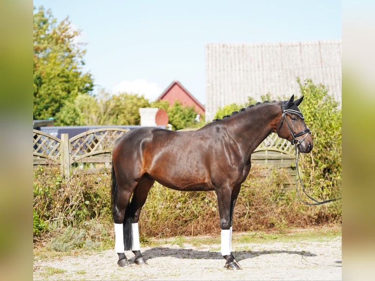 Oldenburger Ruin 5 Jaar 177 cm Donkerbruin in Hohenfelde