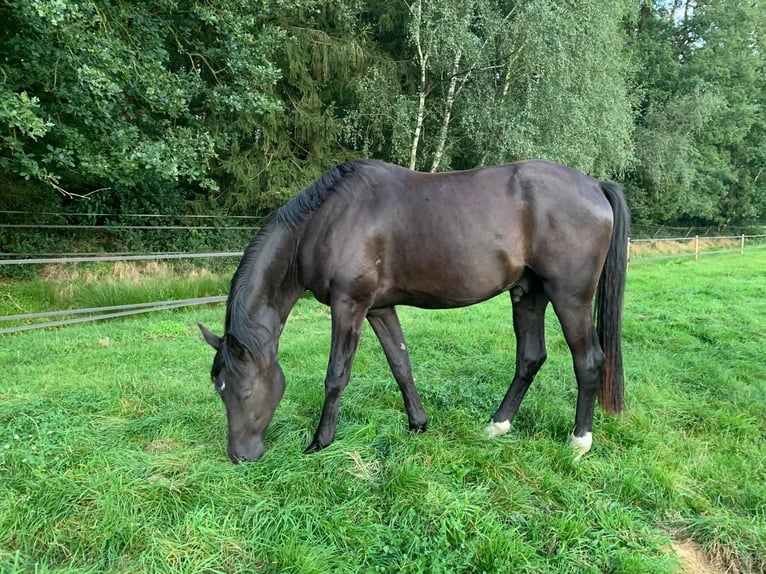 Oldenburger Ruin 5 Jaar 177 cm Zwart in Kirchlinteln