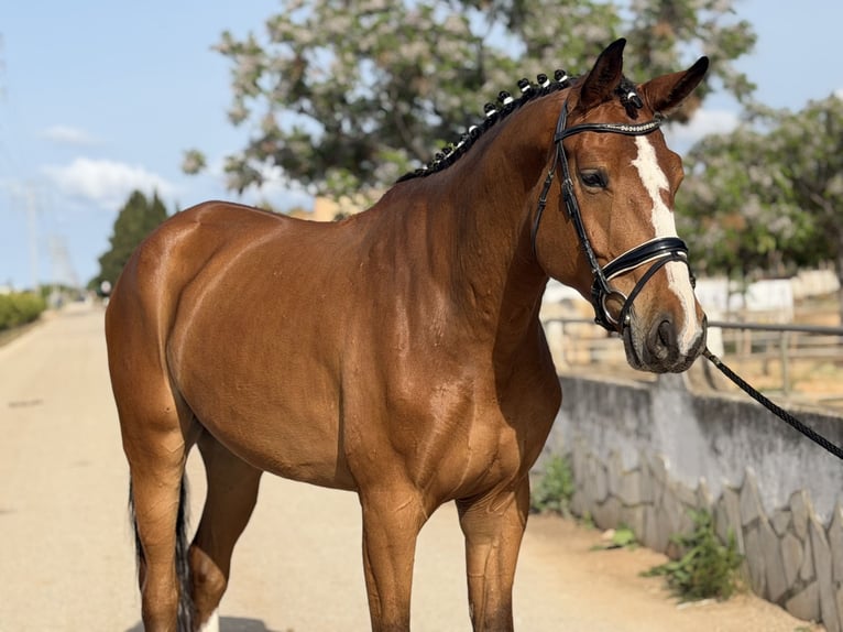 Oldenburger Ruin 5 Jaar 178 cm Bruin in Els Poblets