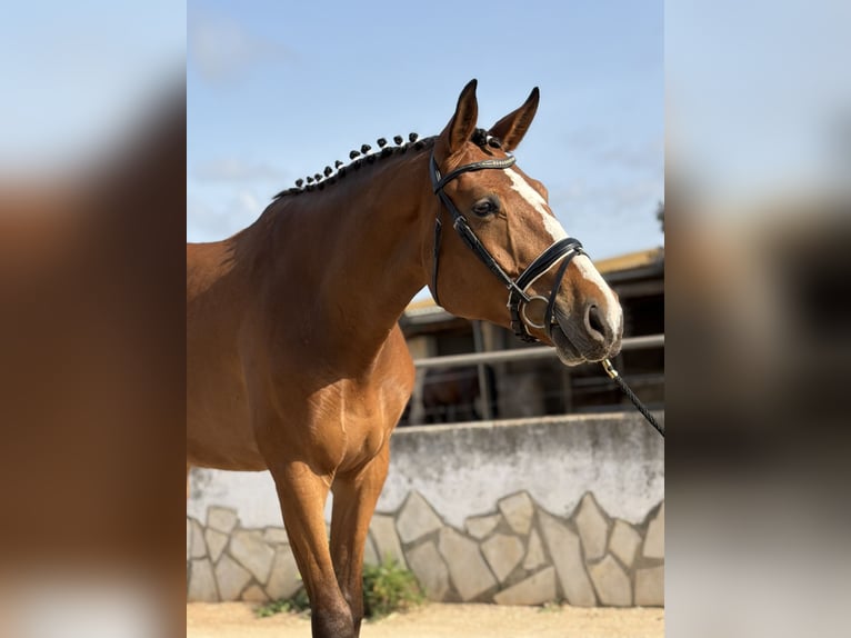 Oldenburger Ruin 5 Jaar 178 cm Bruin in Els Poblets