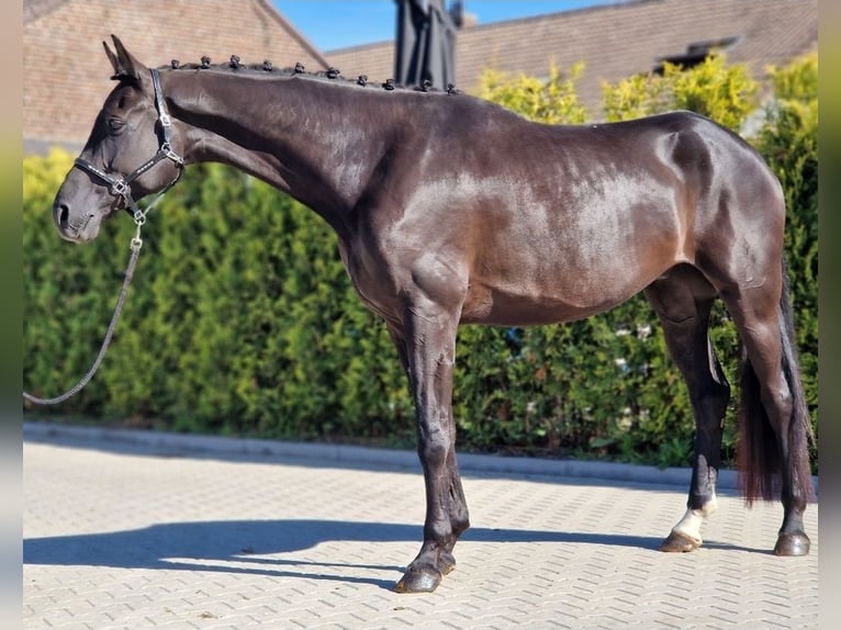 Oldenburger Ruin 5 Jaar 178 cm Zwart in Kaldenkirchen
