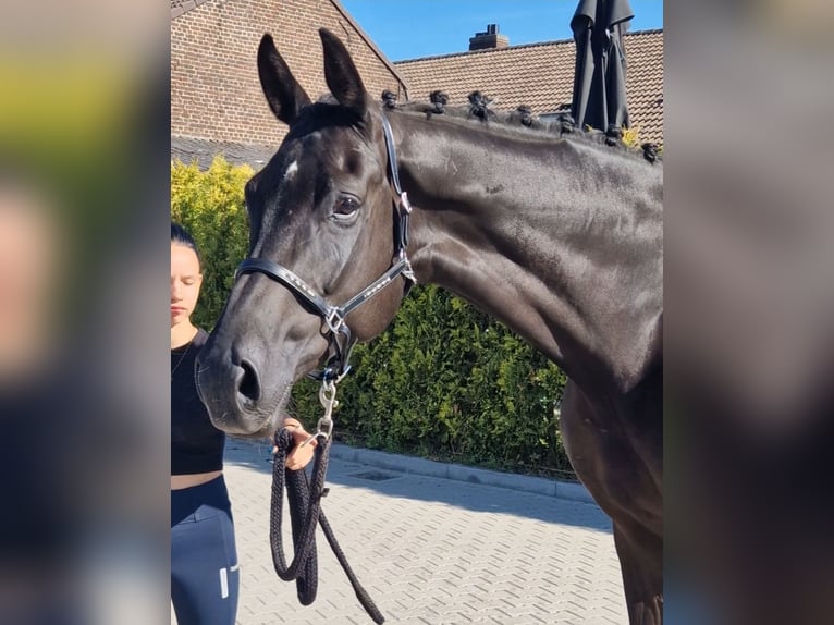 Oldenburger Ruin 5 Jaar 178 cm Zwart in Kaldenkirchen