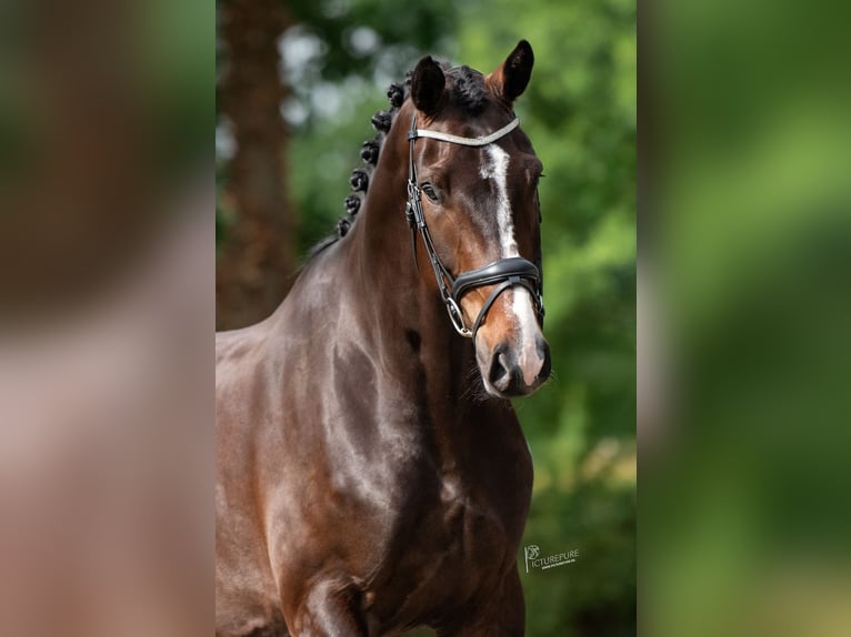 Oldenburger Ruin 5 Jaar 179 cm Zwartbruin in Susteren