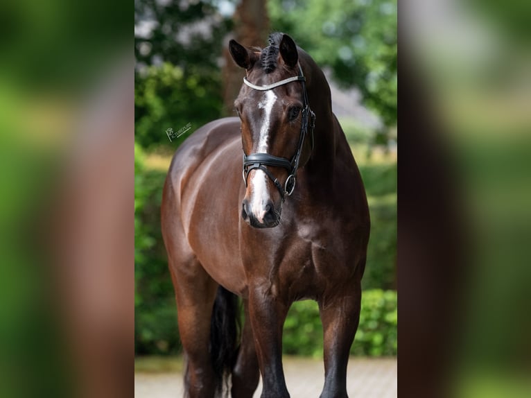 Oldenburger Ruin 5 Jaar 179 cm Zwartbruin in Susteren