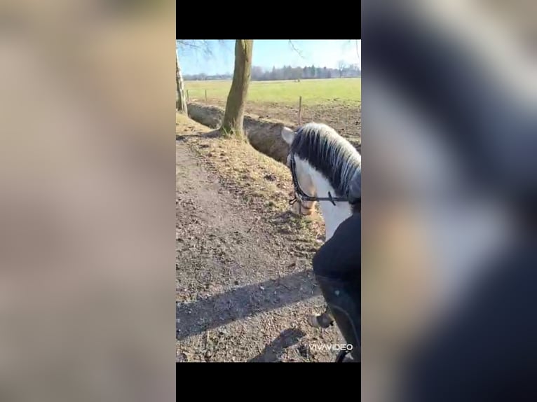 Oldenburger Ruin 6 Jaar 147 cm Buckskin in Bassum