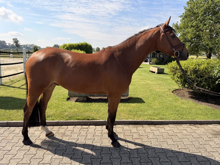 Oldenburger Ruin 6 Jaar 160 cm Bruin in Nordwalde