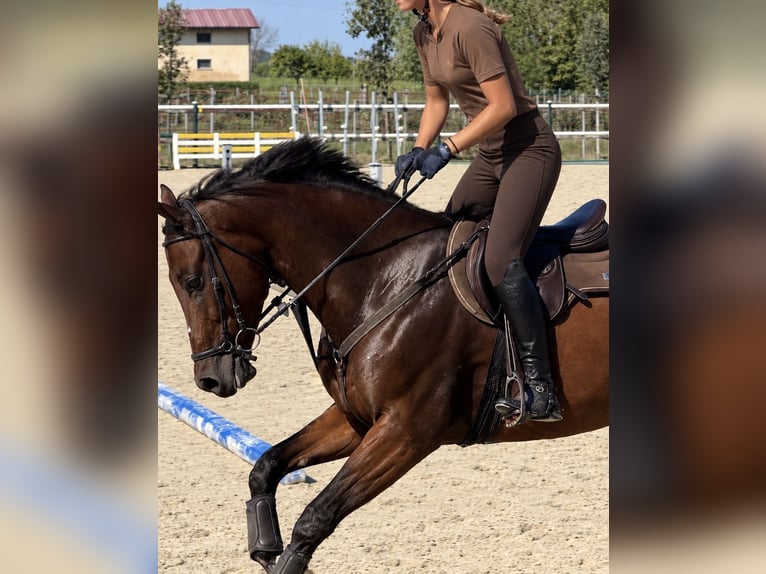 Oldenburger Ruin 6 Jaar 162 cm Bruin in Mansuè