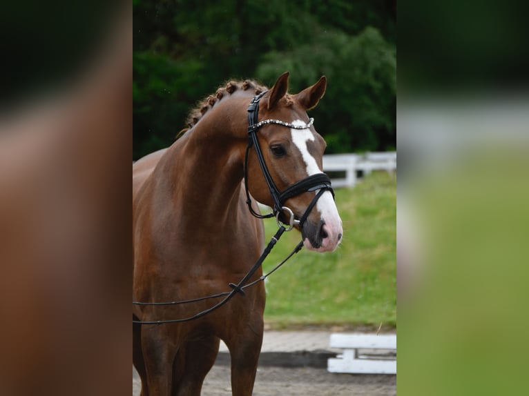 Oldenburger Ruin 6 Jaar 164 cm Donkere-vos in Fürstenau