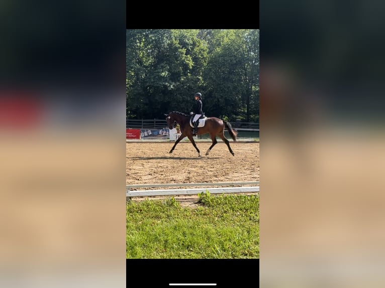 Oldenburger Ruin 6 Jaar 165 cm Bruin in Wendlingen am Neckar