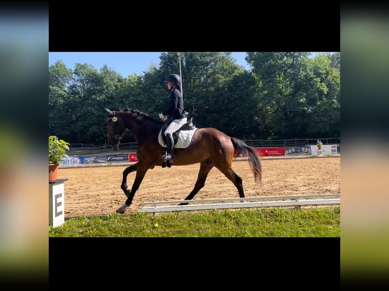 Oldenburger Ruin 6 Jaar 165 cm Bruin in Wendlingen am Neckar