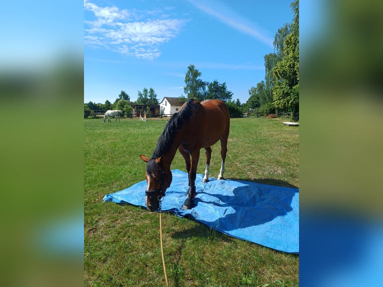 Oldenburger Ruin 6 Jaar 165 cm Bruin in Burgwedel