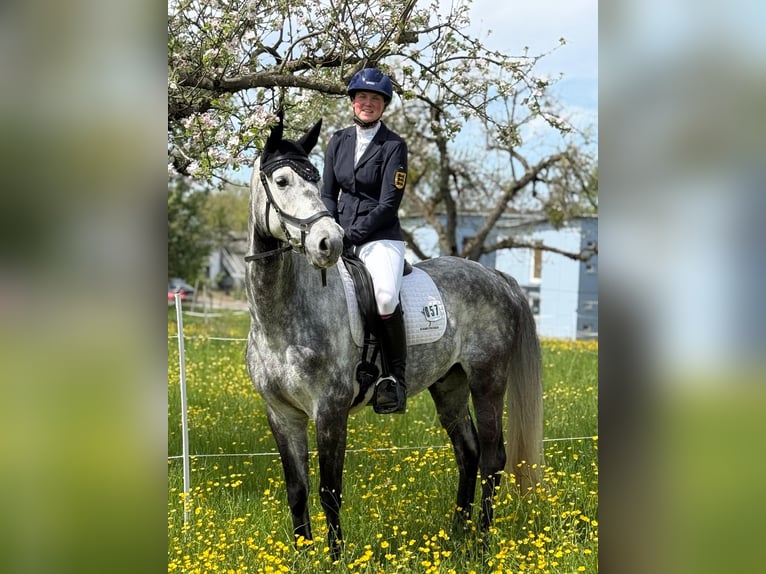 Oldenburger Ruin 6 Jaar 165 cm Schimmel in Marbach am Neckar