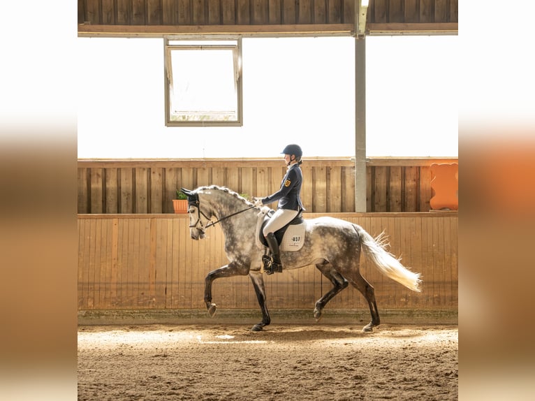 Oldenburger Ruin 6 Jaar 165 cm Schimmel in Marbach am Neckar