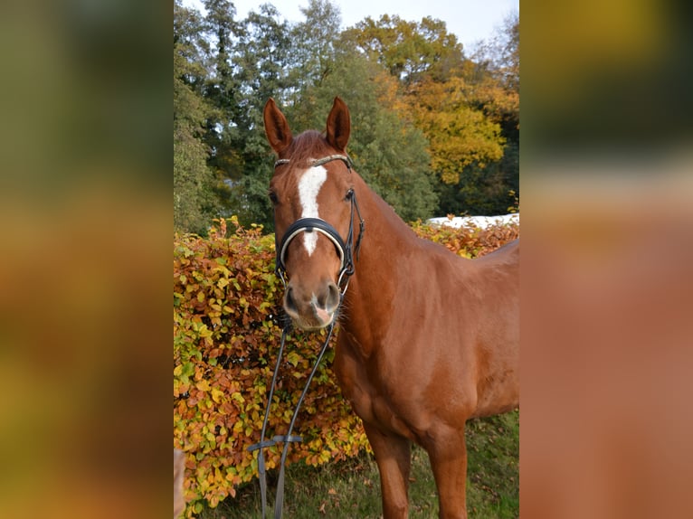 Oldenburger Ruin 6 Jaar 165 cm Vos in Aachen