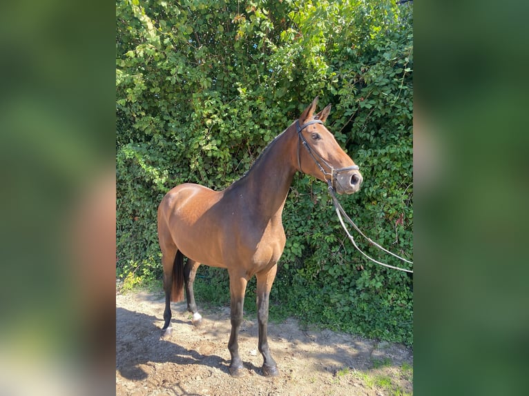 Oldenburger Ruin 6 Jaar 166 cm Bruin in Groß-Bieberau
