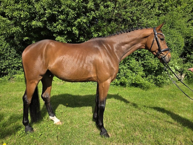 Oldenburger Ruin 6 Jaar 167 cm Bruin in Pilsach