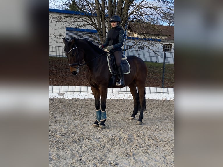 Oldenburger Ruin 6 Jaar 167 cm Bruin in Königsbach-Stein