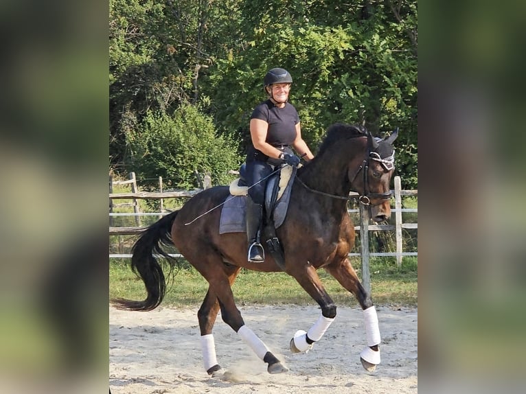 Oldenburger Ruin 6 Jaar 167 cm Donkerbruin in Breda di Piave