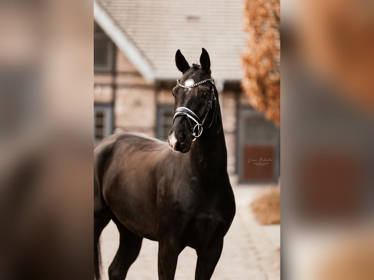 Oldenburger Ruin 6 Jaar 167 cm Zwart in Grevenbroich