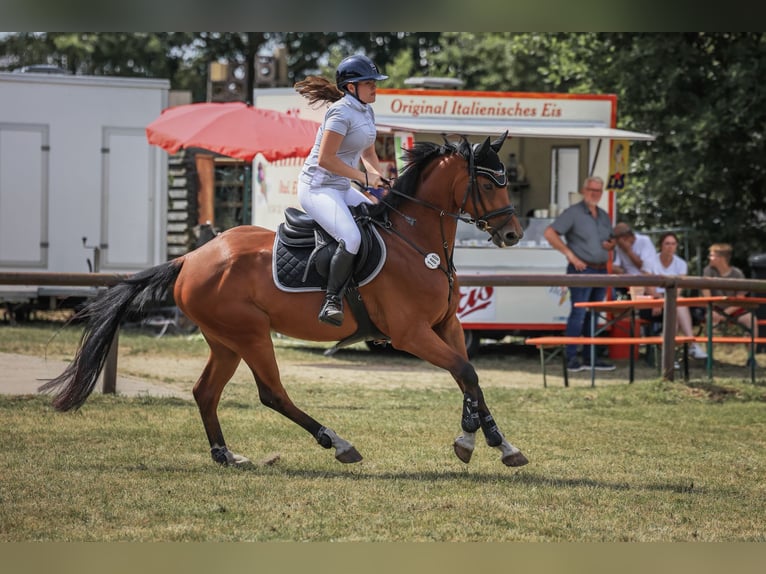 Oldenburger Ruin 6 Jaar 168 cm Bruin in Ritterhude
