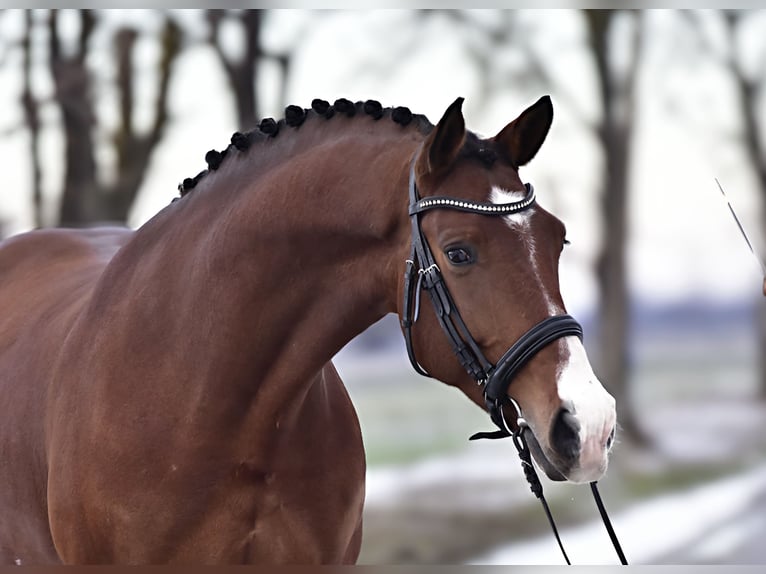 Oldenburger Ruin 6 Jaar 168 cm Bruin in Zalaegerszeg