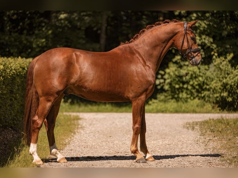 Oldenburger Ruin 6 Jaar 168 cm Vos in Wehringen