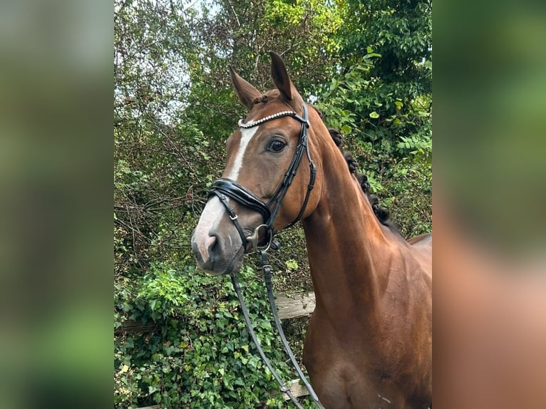 Oldenburger Ruin 6 Jaar 168 cm Vos in SprockhövelSprockhövel