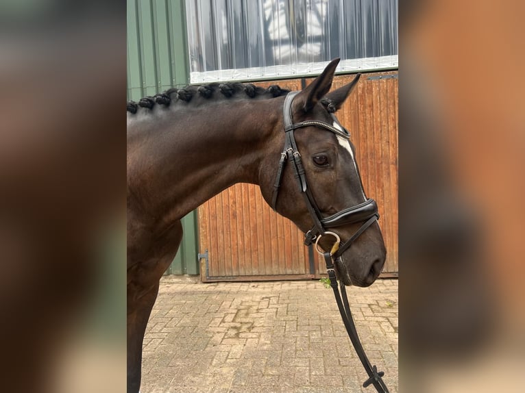 Oldenburger Ruin 6 Jaar 168 cm Zwartbruin in Oyten