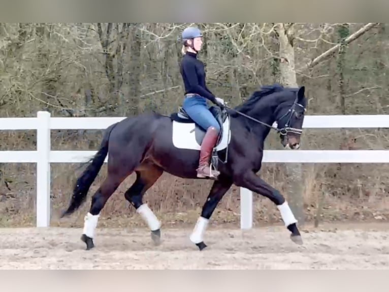 Oldenburger Ruin 6 Jaar 168 cm Zwartbruin in Perl