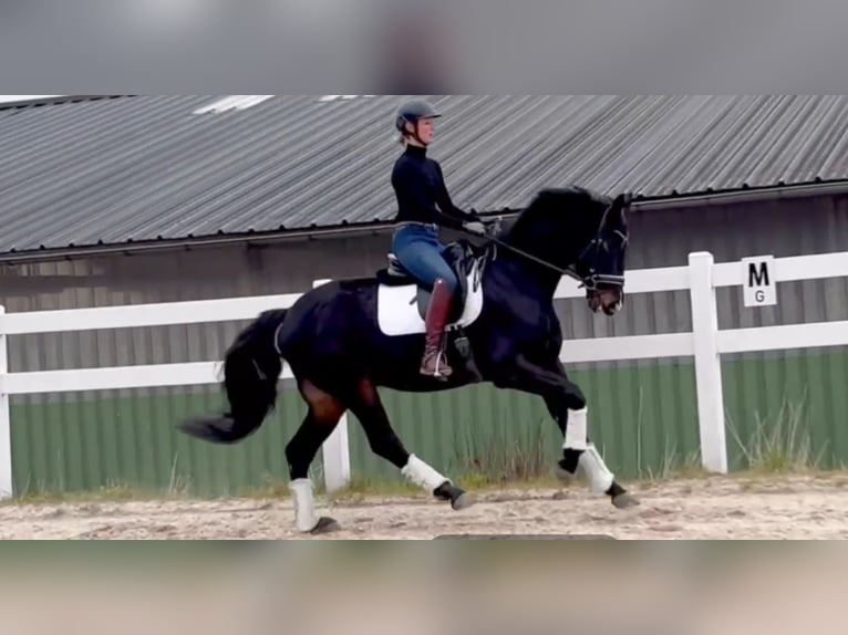 Oldenburger Ruin 6 Jaar 168 cm Zwartbruin in Perl