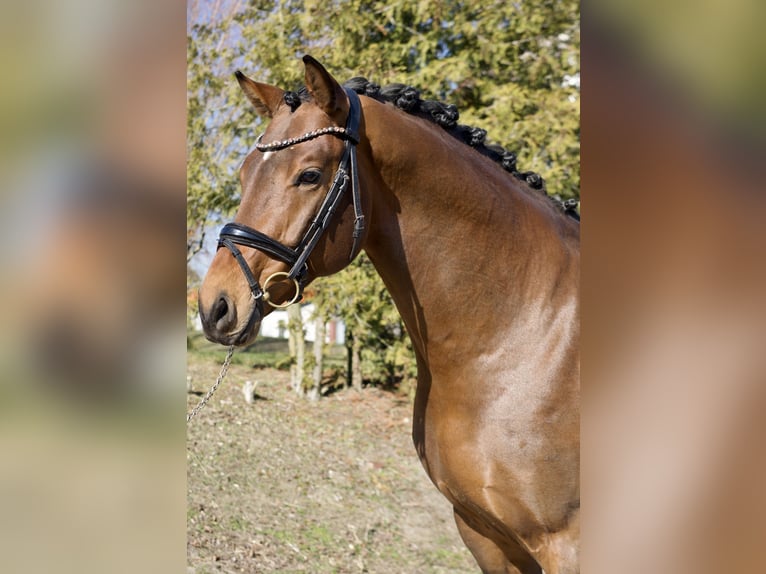 Oldenburger Ruin 6 Jaar 169 cm Bruin in Phöben
