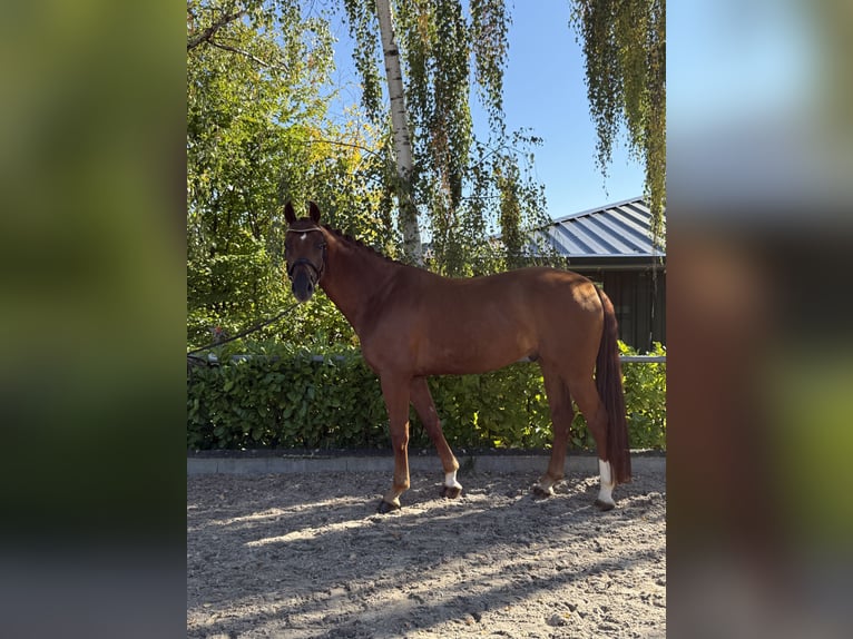 Oldenburger Ruin 6 Jaar 170 cm Donkere-vos in Bonefeld