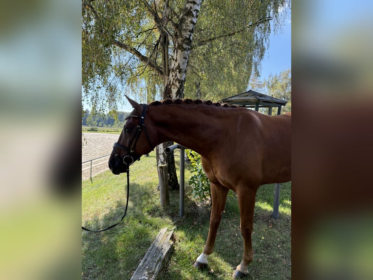 Oldenburger Ruin 6 Jaar 170 cm Donkere-vos in Bonefeld