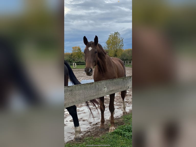 Oldenburger Ruin 6 Jaar 170 cm Donkere-vos in Neulußheim